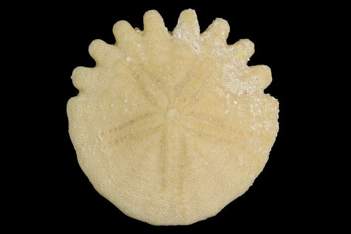 Fossil Sand Dollar (Heliophora) - Boujdour Province, Morocco #177953